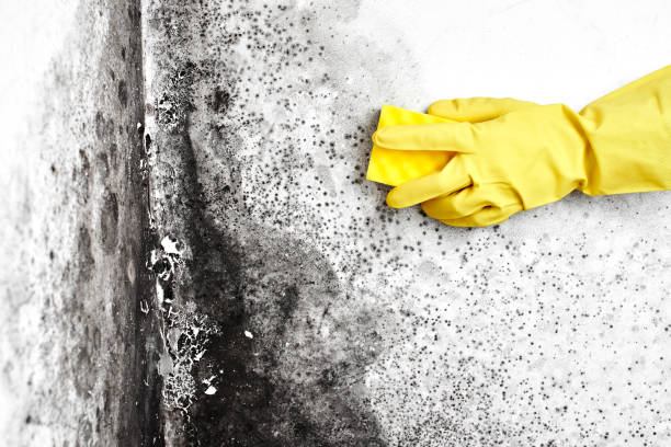 Best Mold Remediation  in North Fork, AZ