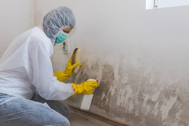 Best Local Mold Removal Service  in North Fork, AZ