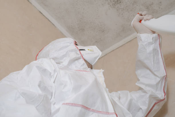 Best Commercial Mold Removal  in North Fork, AZ