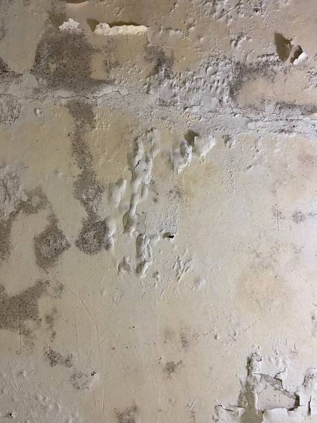 Best Certified Mold Removal  in North Fork, AZ