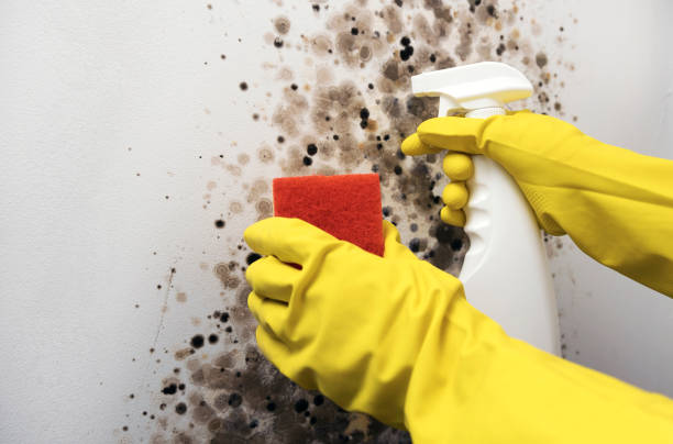 Best Professional Mold Removal  in North Fork, AZ