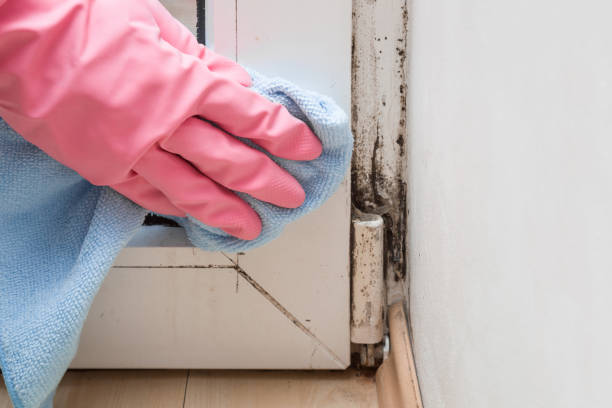 Best Commercial Mold Removal  in North Fork, AZ