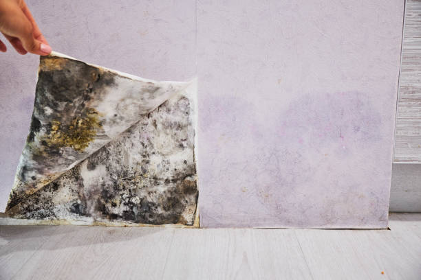 Best Office Mold Removal Services  in North Fork, AZ